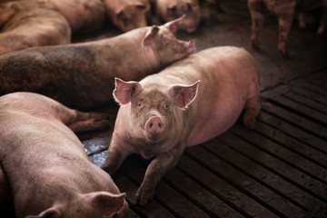Group of pigs domestic animals at pig farm.