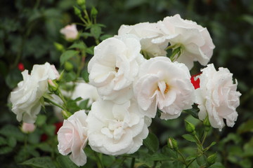 Obraz na płótnie Canvas Living white Roses, natural flowers in Garden