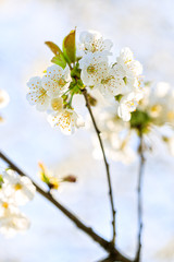 Obraz premium Weiße Kirschblüten