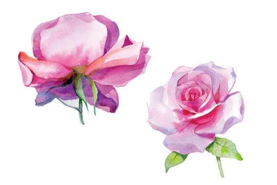 Set of pink roses Watercolor Illustration Isolated