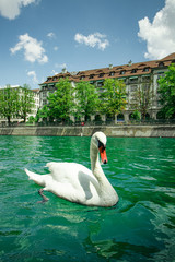 swan on a lake © Anna Kuzkina