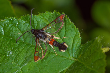02.06.2019 DE, NRW, Leverkusen Weiden-Glasflügler Synanthedon formicaeformis (ESPER, [1783])