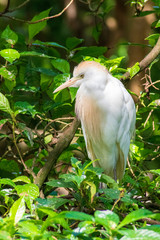 Cattle Egret, Wetlands Bird Photography, Nature Background, Wildlife Portrait, South West Florida Animals, Close Up, Tropical
