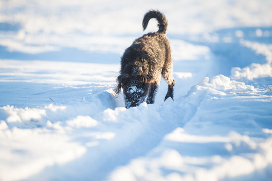 Happy Black Dog Playing In The Snow