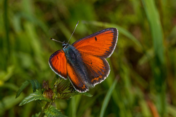 07.06.2019 DE, NRW, Stolberg, Schlangenberg Lilagold-Feuerfalter Lycaena hippothoe (LINNAEUS, [1760])
