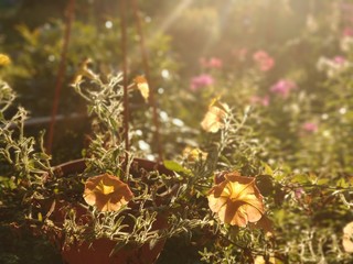 Petunia flowers on a hot summer evening against the background of a Sunny garden