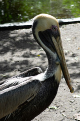 Brown Pelican Close Up, Tropical Bird Photography, South West Florida, Wild Animal