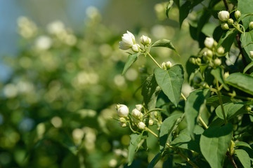 Fototapeta premium Close up of white jasmine flowers in a garden. Flowering jasmine bush in sunny summer day. Nature background.