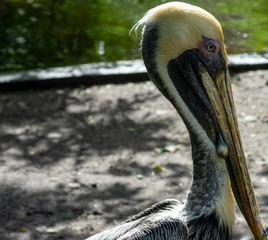 Brown Pelican Close Up, Tropical Bird Photography, South West Florida, Wild Animal
