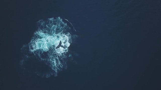 Humpback whales tail splash, Madagascar wildlife