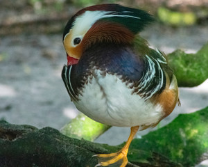 Mandarin Duck Close Up, Colorful Bird Photography, Exotic Outdoor Wildlife