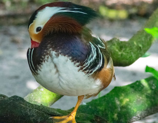 Mandarin Duck Close Up, Colorful Bird Photography, Exotic Outdoor Wildlife
