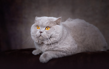Obraz premium Edel und imposant - Kräftiger BKH Kater in der Farbe lilac