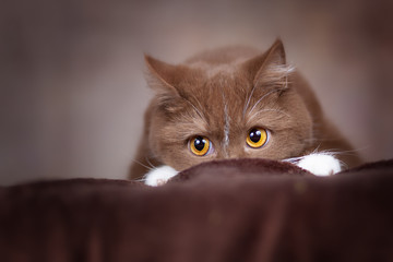 BKH Katze in cinnamon-white spielt Versteck