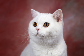 Portrait - weiße Britisch Kurzhaar atze mit braunen Augen 