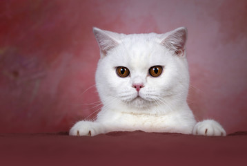 Portrait, weiße Britisch Kurzhaar Katze - edel