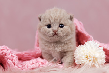 Niedliches BKH Katzenbaby Kitten in fawn - rosa Pastell