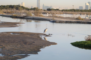 swans on the river