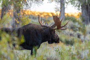 Bull Moose in fall, Grand Teton National Park, Wyoming, USA