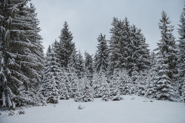 Winter forest with snow-covered trees. Snowy landscape with pine forest