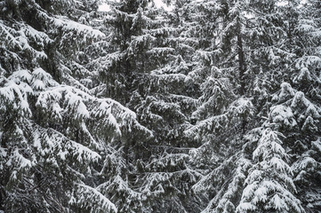 Winter forest with snow-covered trees. Snowy landscape with pine forest