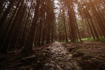 stone road in a coniferous forest in the mountains