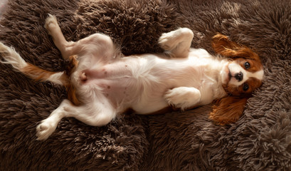 Cavalier King Charles Welpe zeigt den Bauch