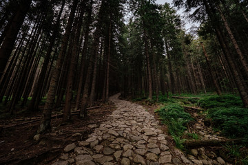 stone road in a coniferous forest in the mountains
