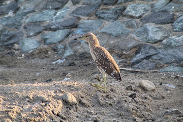 The exquisite flora and fauna in the UAE.