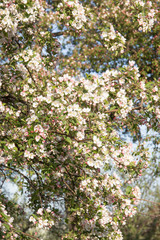 Fototapeta premium Cherry tree blossoms in spring garden background