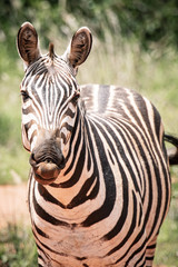 Fototapeta na wymiar Portrait of a zebra, Kenya, Africa