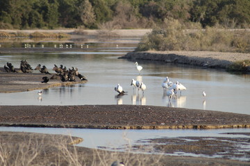 The exquisite flora and fauna in the UAE.