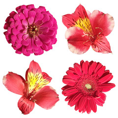 Set of Alstroemeria, Zinnia and Gerbera isolated on white background