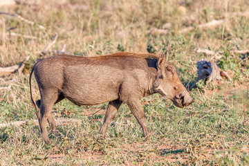 Naklejka na ściany i meble Warzenschwein im Kruger Nationalpark