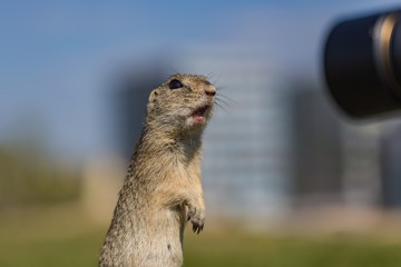 Funny looking brown European ground squirrel standing on green grass with open mouth in surprise watching black lense of a camera. Blurred buildings and blue sky in background.