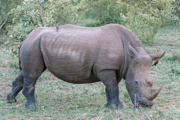 NAshorn mit mehreren Madenhackern