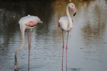 The exquisite flora and fauna in the UAE.