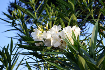 White Nerium oleander blooming on a branch in sunny day