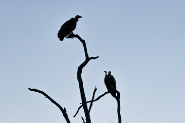Zwei Geier auf einem kahlen Ast