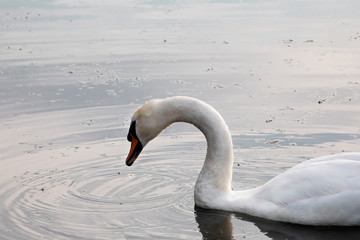 Fototapeta na wymiar White swan bird on lake with water drop