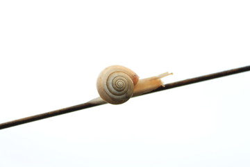 Snail creeping on a beautiful twig of apple tree