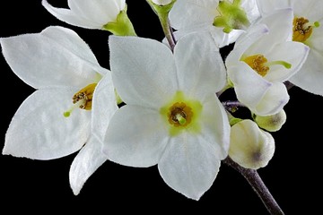 Fototapeta na wymiar Potato shrub.Jasmine Blossom Nightshade, Solanum laxum, Potato Shrub