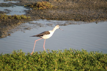 The exquisite flora and fauna in the UAE.