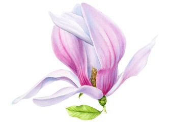 magnolia flower on an isolated white background, watercolor illustration, hand drawing, botanical painting, spring flowers