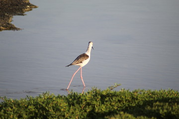 The exquisite flora and fauna in the UAE.
