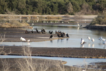 Obraz premium The exquisite flora and fauna in the UAE.