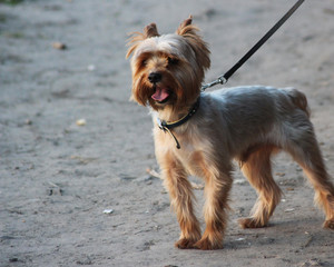 Shaggy dog ​​on a leash on the last day of autumn.
