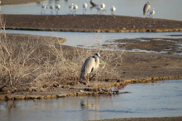 Obraz premium The exquisite flora and fauna in the UAE.
