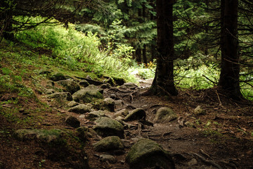 orest road in a green foggy forest with sun rays in background.