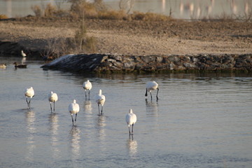 The exquisite flora and fauna in the UAE.
